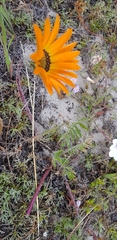 Gazania pectinata