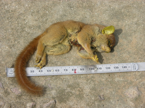 Demidoff's Dwarf Galago
