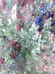 Metrosideros excelsa