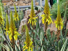 Aloe cryptopoda