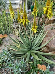 Aloe cryptopoda