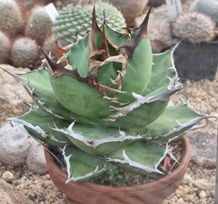 Agave titanota