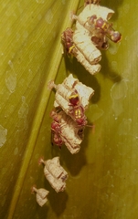 Ropalidia cyathiformis