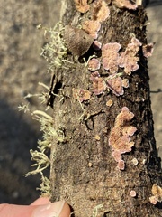 Corticiales