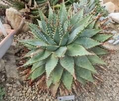 Aloe pratensis