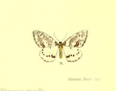 Abraxas pusilla
