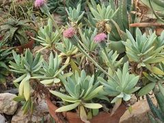 Kleinia semperviva