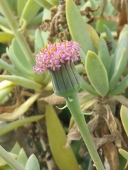 Kleinia semperviva
