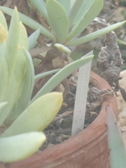 Kleinia semperviva