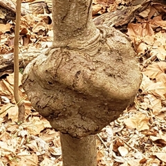 Agrobacterium radiobacter