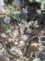 Crucianella maritima