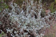 Helichrysum patulum