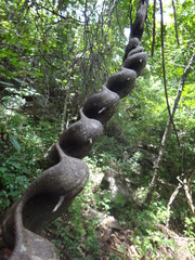 Schnella microstachya