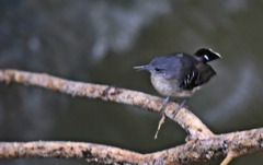 Hypocnemoides maculicauda