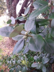 Metrosideros excelsa