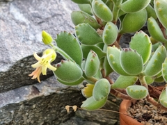 Cotyledon tomentosa