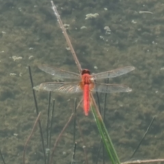Rhodothemis rufa