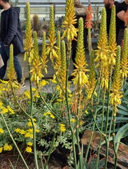 Aloe cryptopoda
