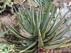 Aloe cryptopoda