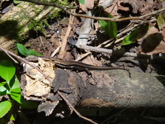 Notomabuya frenata