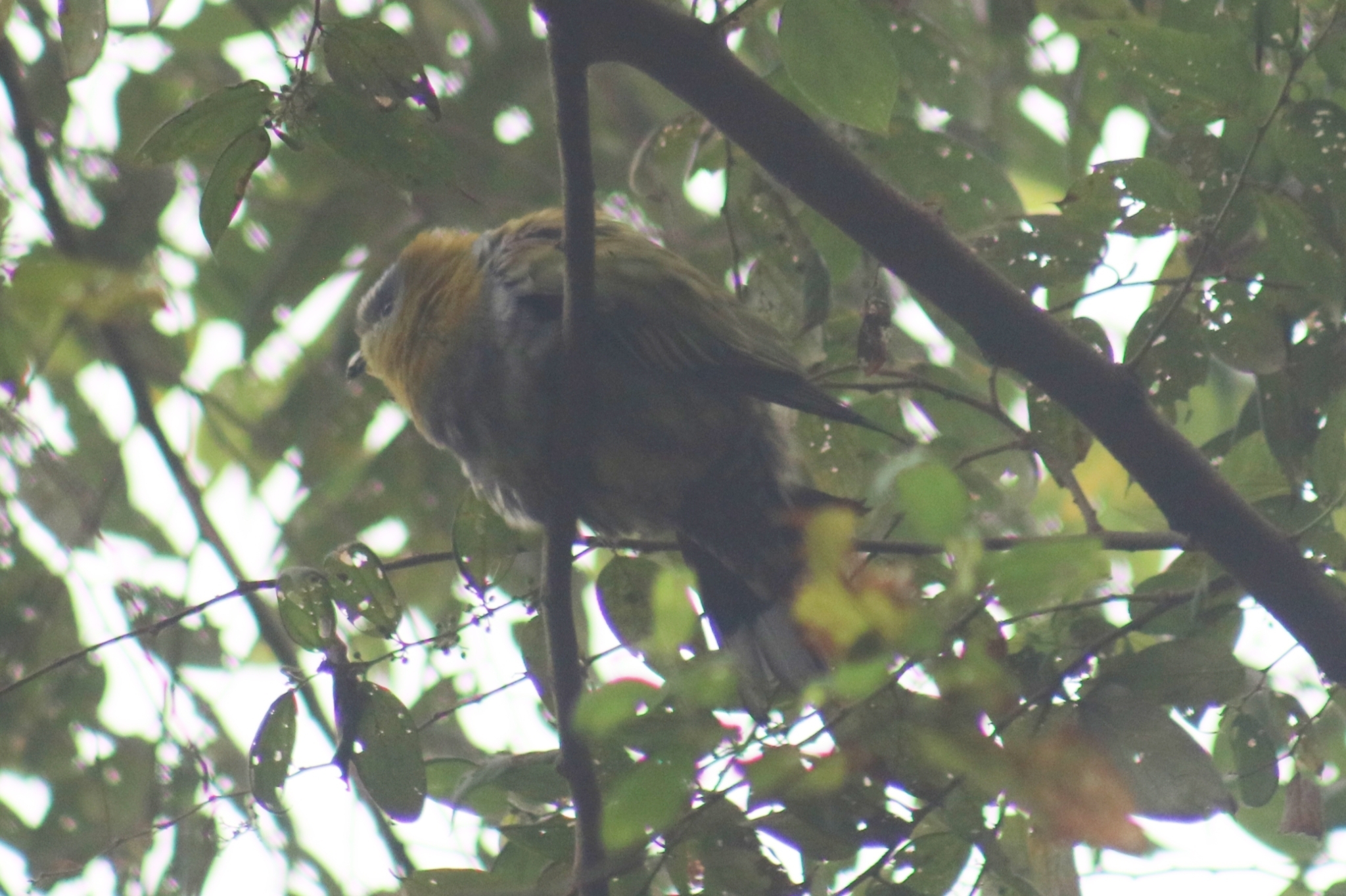 Yellow-footed Green Pigeon