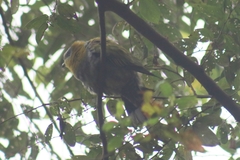 Treron phoenicopterus
