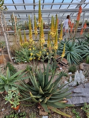 Aloe cryptopoda