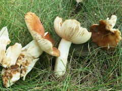 Russula foetentula