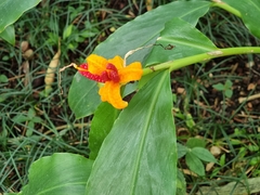 Hedychium horsfieldii