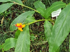 Hedychium horsfieldii