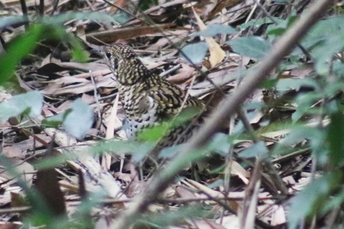 Scaly Thrush (Zoothera dauma), photo 10