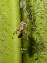 Uloborus