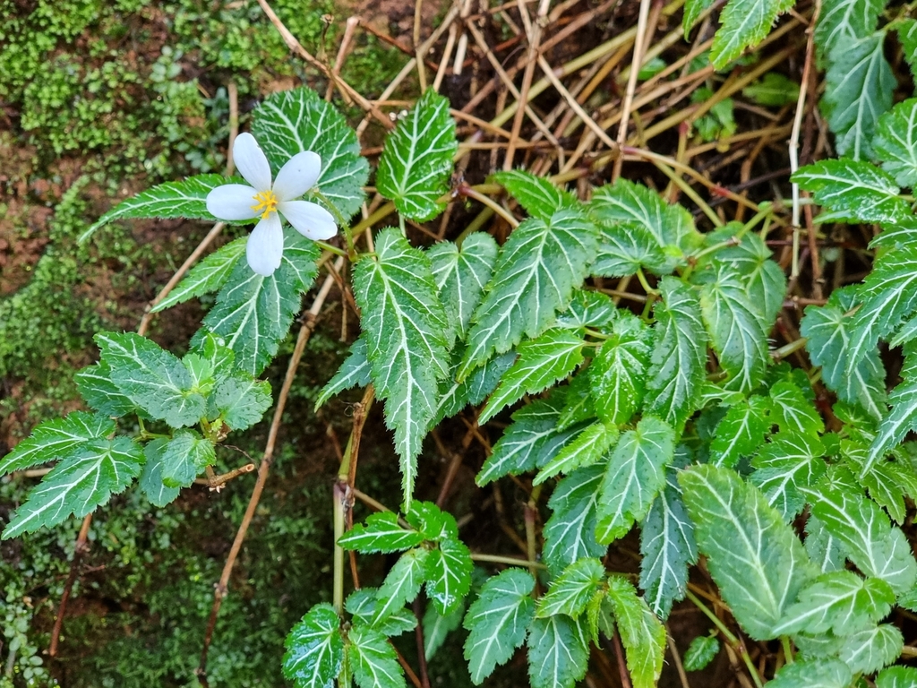 Begonia vareschii