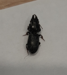 Scarites subterraneus