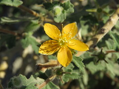 Mentzelia adhaerens