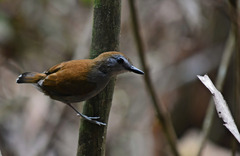 Willisornis vidua