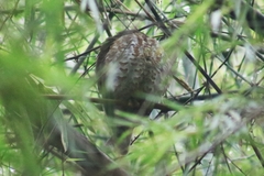 Ninox scutulata