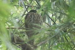 Ninox scutulata