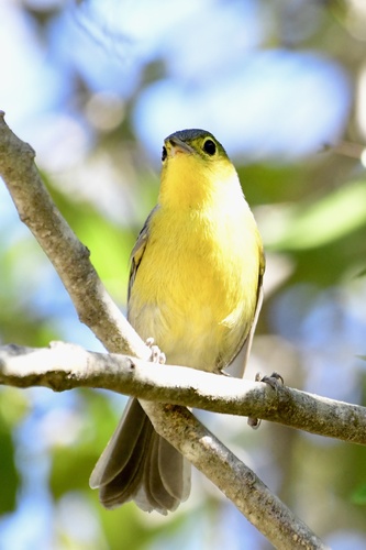 Oriente Warbler (Teretistris fornsi), photo 8