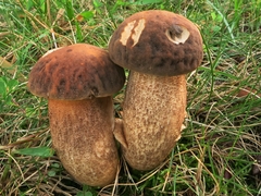 Leccinellum rugosiceps