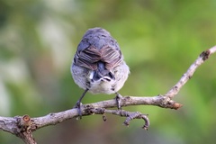 Microspingus cinereus