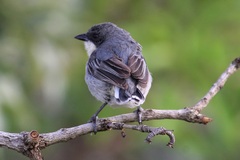 Microspingus cinereus