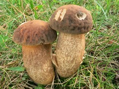 Leccinellum rugosiceps