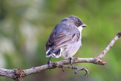 Microspingus cinereus