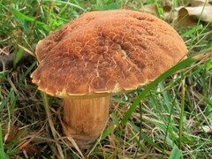 Leccinellum rugosiceps