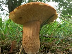 Leccinellum rugosiceps