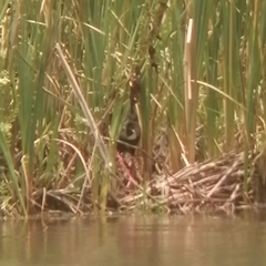 Porphyrio madagascariensis