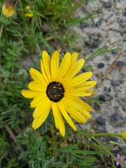 Arctotheca calendula