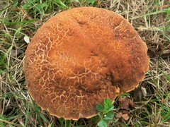 Leccinellum rugosiceps