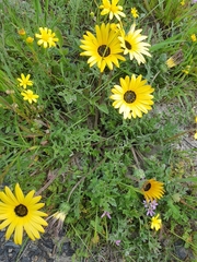 Arctotheca calendula